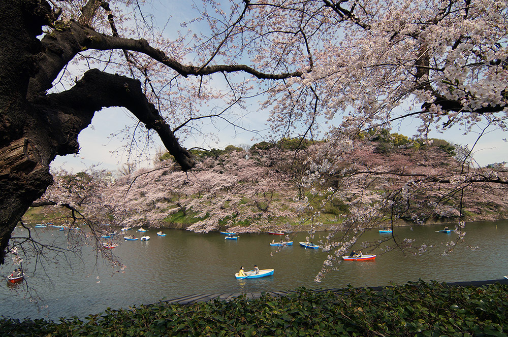 千鳥ヶ淵1