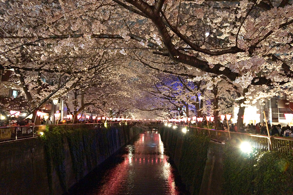 目黒川の夜桜風景